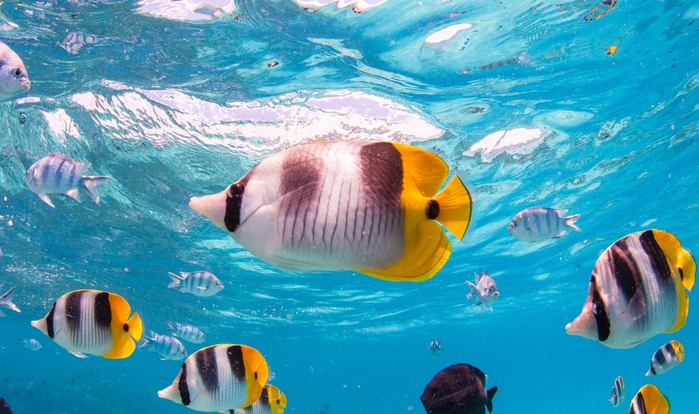Luxe et Snorkeling
