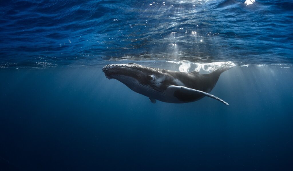 Observation d’une baleine à bosse à Tahiti entre août et octobre en Polynésie française